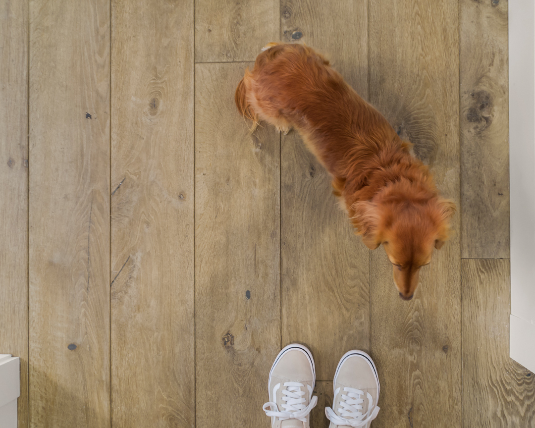Top down shot of golden retriever and smooth textured wood flooring.