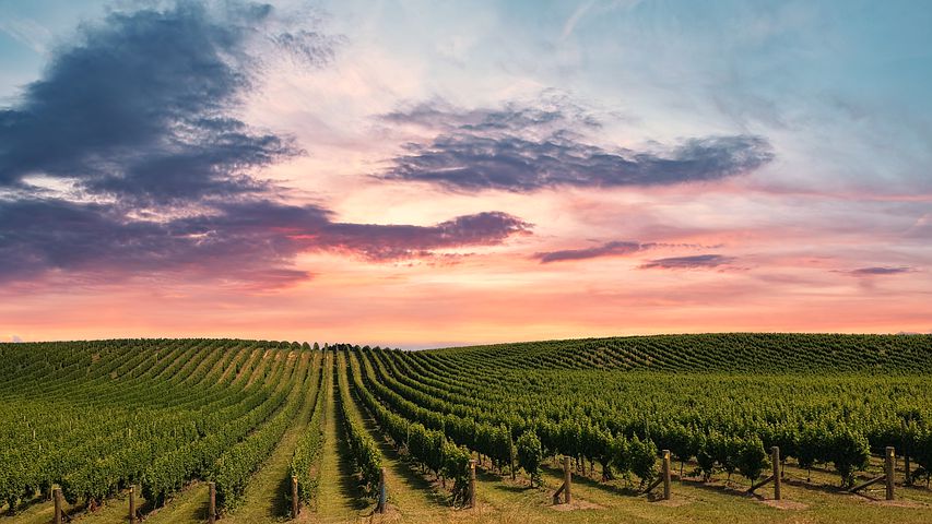 Vineyard title card.