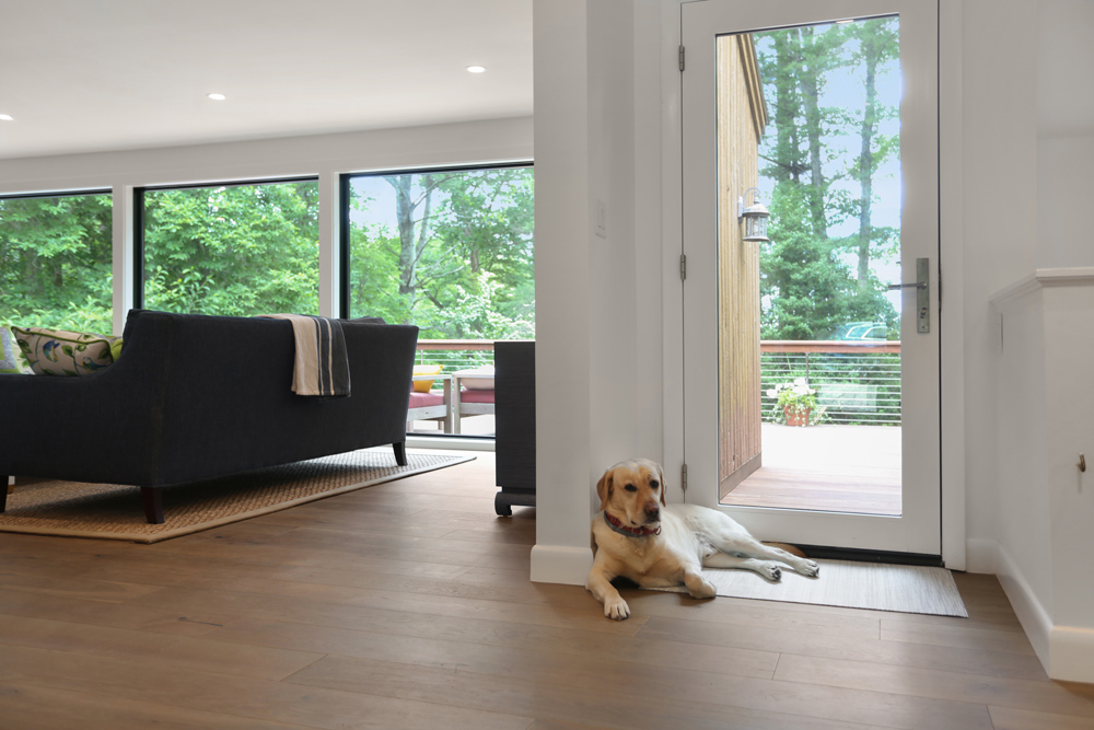 Labrador laying at back door of modern home with a sunlit dark brown floor.