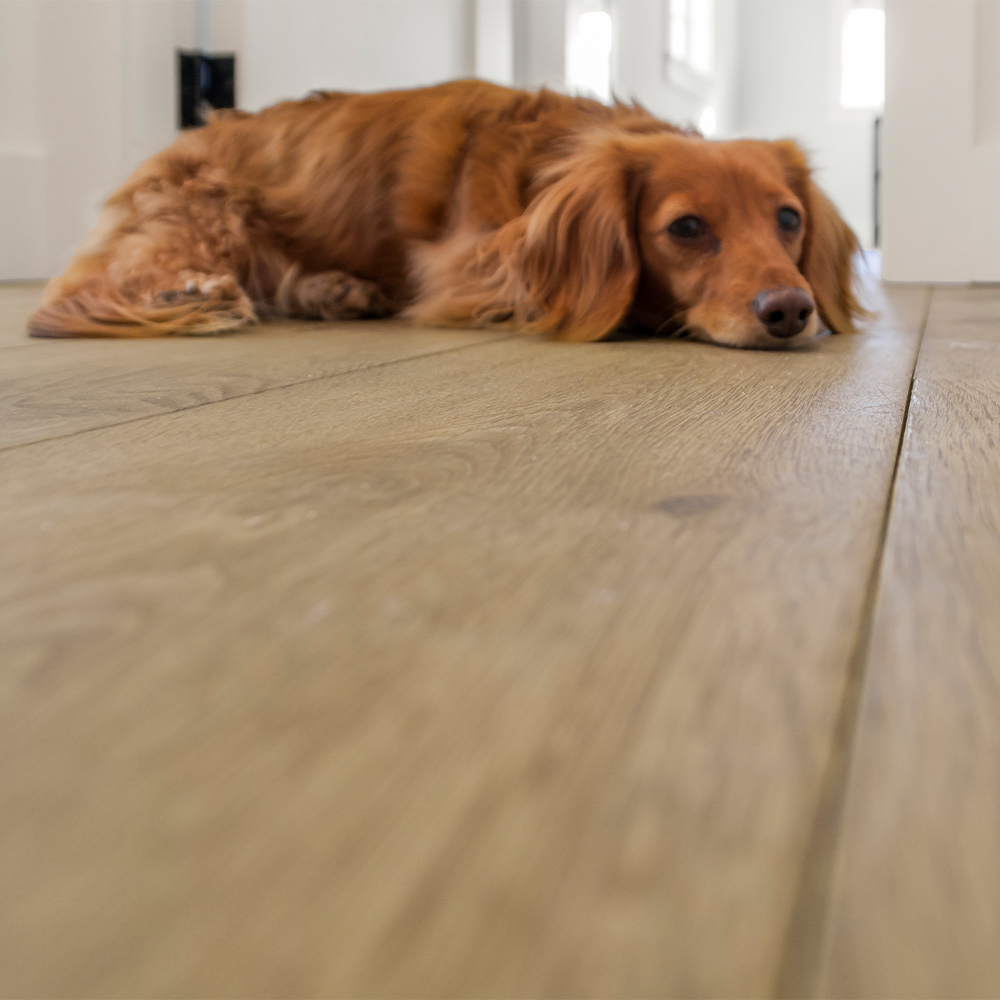 Close up of wide plank wood flooring with relaxing golden retriever.
